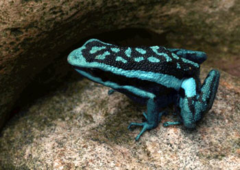 箭毒蛙科（丛蛙科）Dendrobatidae 蓝色动物学
